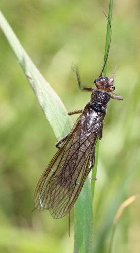 Dinocras sp.